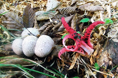 clathrus-archeri2