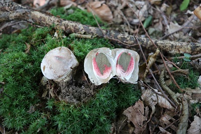 clathrus-archeri3