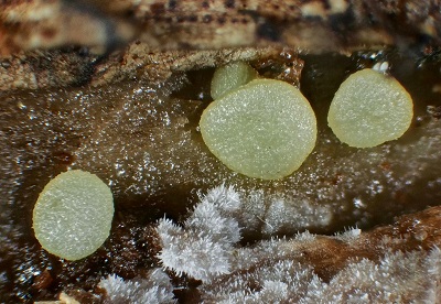 Claussenomyces prasinulus