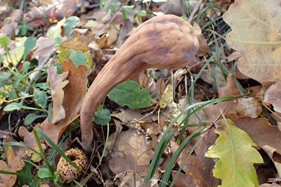 Clavariadelphus flavoimmaturus
