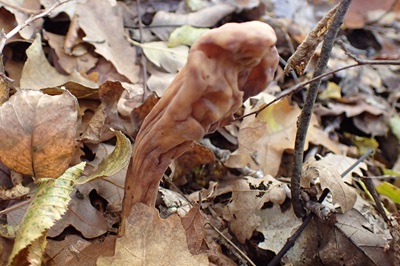 clavariadelphus-flavoimmaturus2