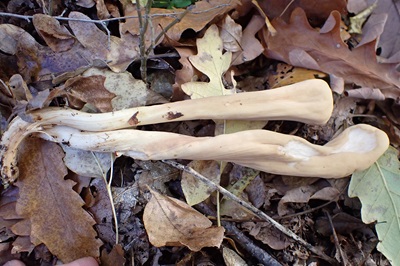 clavariadelphus-flavoimmaturus3