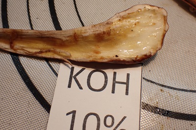 clavariadelphus-flavoimmaturus4