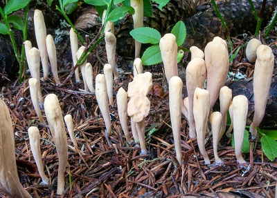 Clavariadelphus ligula