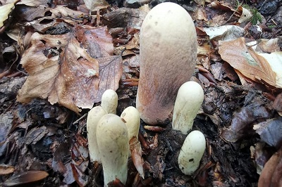 Clavariadelphus pistillaris