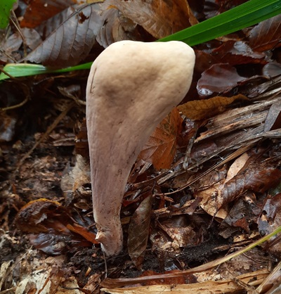 clavariadelphus-pistillaris1