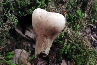 clavariadelphus-pistillaris2
