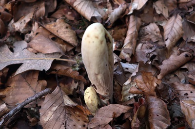 clavariadelphus-pistillaris3