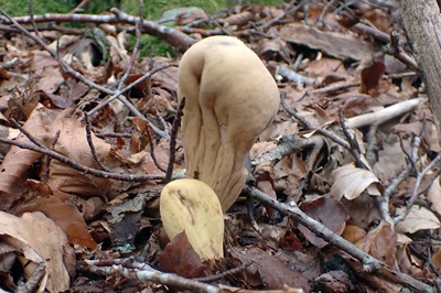 clavariadelphus-pistillaris6