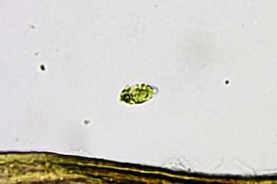 clavariadelphus-pistillaris8