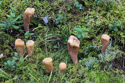 Clavariadelphus truncatus