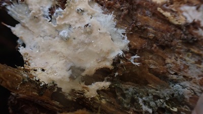 Clavulicium macounii