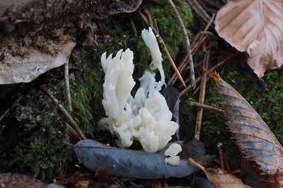 clavulina-rugosa1