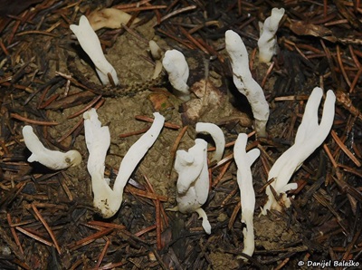 clavulina-rugosa2