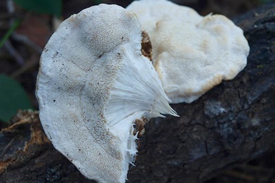 climacodon-pulcherrimus8