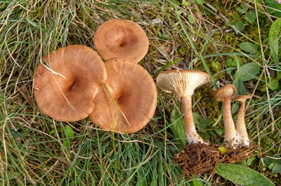 Clitocybe bresadolana