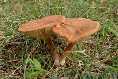 clitocybe-bresadolana1