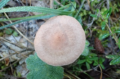 clitocybe-bresadolana2
