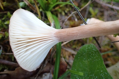 clitocybe-bresadolana3
