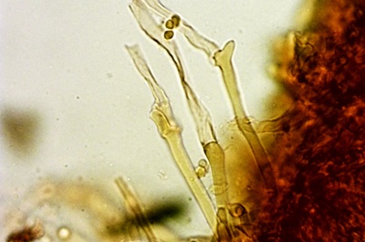 clitocybe-glareosa6