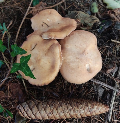 clitopilus-geminus3