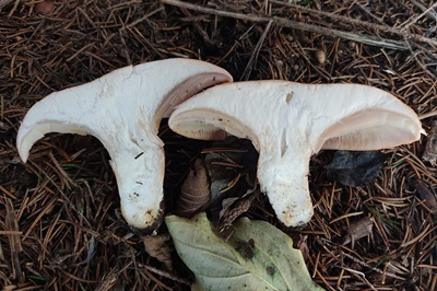 clitopilus-geminus4