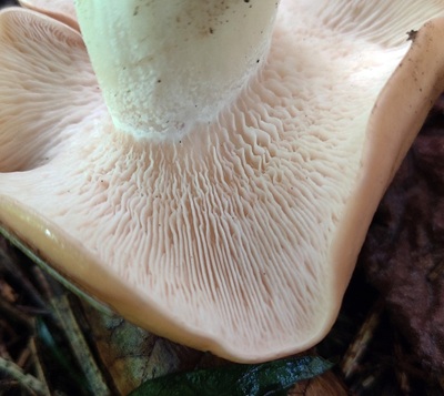 clitopilus-geminus5