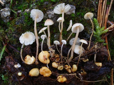 Collybia cookei