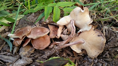 Collybiopsis luxurians