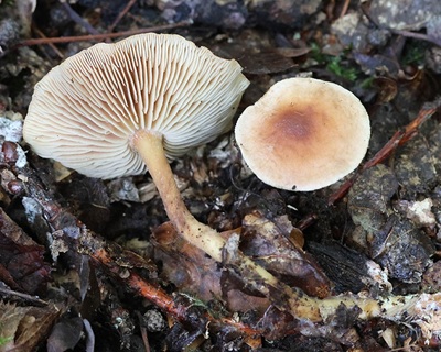 Collybiopsis peronata