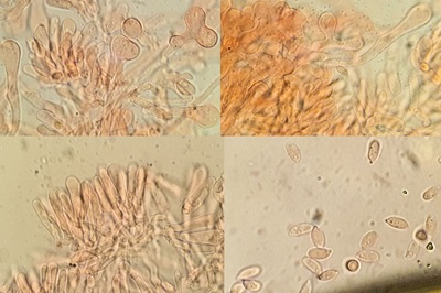 collybiopsis-peronata12