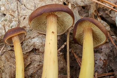 collybiopsis-peronata2