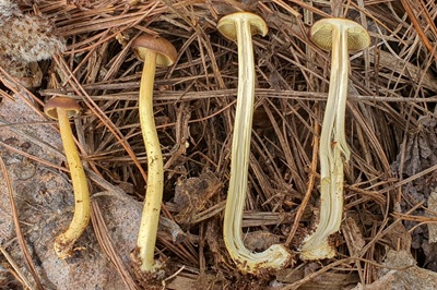 collybiopsis-peronata3
