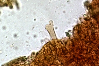 collybiopsis-ramealis10