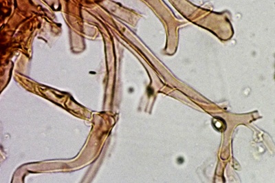 collybiopsis-ramealis12