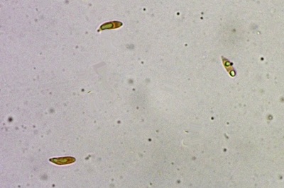 collybiopsis-ramealis6