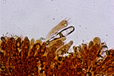 collybiopsis-ramealis7