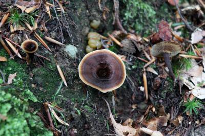 Coltricia cinnamomea