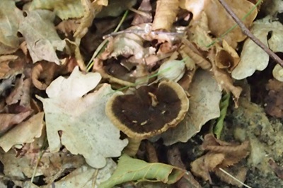 Coltricia perennis