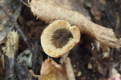 coltricia-perennis1