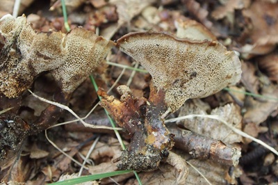 coltricia-perennis2