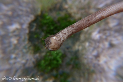 conocybe-semiglobata2