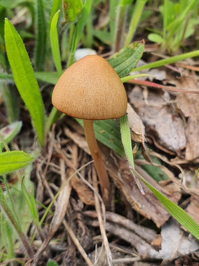 conocybe-semiglobata3