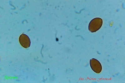 conocybe-semiglobata8