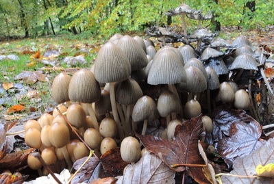 Coprinellus deliquescens