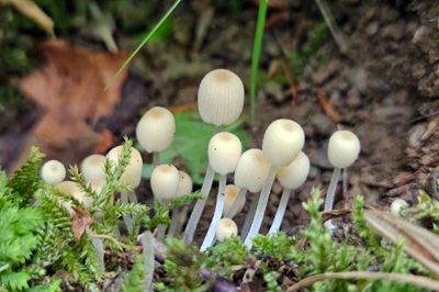 coprinellus-disseminatus2