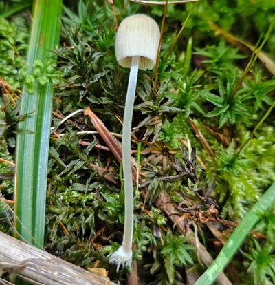 coprinellus-disseminatus3