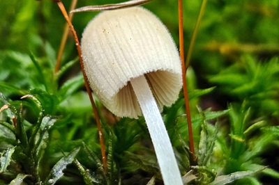 coprinellus-disseminatus4