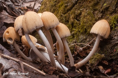 Coprinellus micaceus