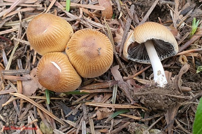 coprinellus-micaceus1